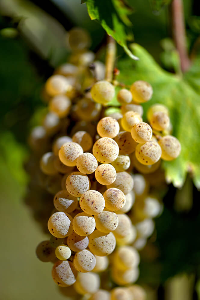 Vendemmia Coda di Volpe - LUT - 60